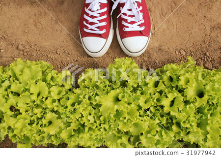 Gardener picking fresh lettuce from her garden Gardener picking fresh lettuce from her garden 31977942
