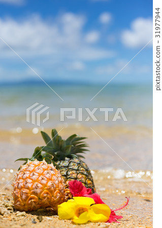 菠蘿和藍天 菠蘿和藍天 31977944