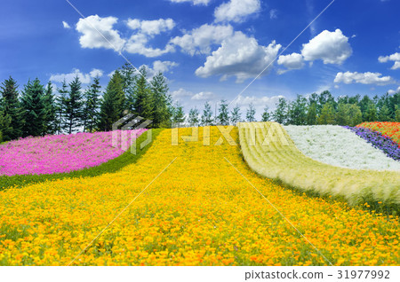 lavender fields in furano,hokkaido in japan 31977992