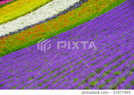 lavender fields in furano,hokkaido in japan lavender fields in furano,hokkaido in japan 31977995