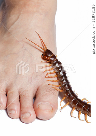 Centipede legs climb 31978189