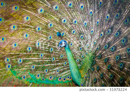 peacock 31978224