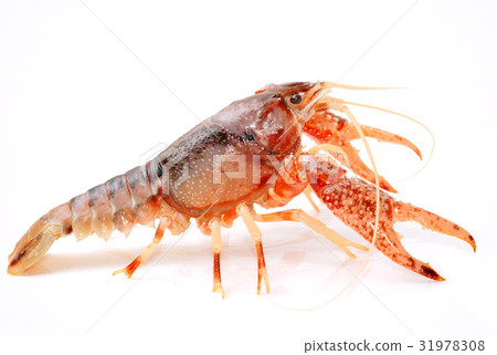 Crayfish Procambarus Clarkii Ghost  31978308