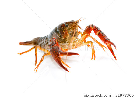 Crayfish Procambarus Clarkii Ghost  31978309
