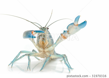Yabbie Crayfish in fighting position Yabbie Crayfish in fighting position 31978316