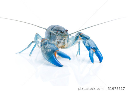 Blue crayfish cherax destructor isolate on white Blue crayfish cherax destructor isolate on white 31978317