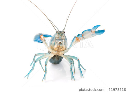 Yabbie Crayfish in fighting position, Yabbie Crayfish in fighting position, 31978318