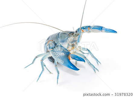 Blue crayfish cherax destructor,Yabbie Crayfish Blue crayfish cherax destructor,Yabbie Crayfish 31978320