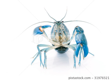 Yabbie Crayfish in fighting position 31978321