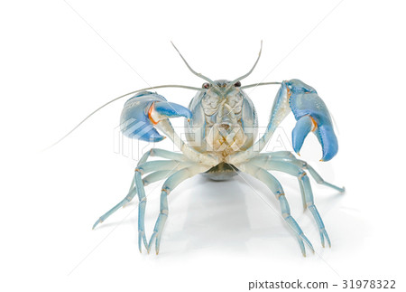 Yabbie Crayfish in fighting position, 31978322