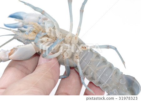 crayfish cherax destructor,Yabbie Crayfish in hand 31978323