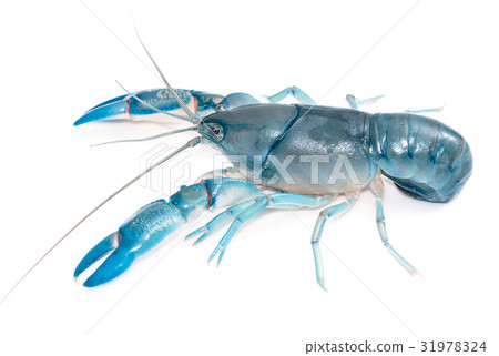 Blue crayfish cherax destructor,Yabbie Crayfish 31978324