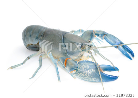 Blue crayfish cherax destructor,Yabbie Crayfish 31978325