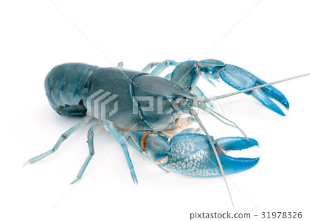 Blue crayfish cherax destructor,Yabbie Crayfish Blue crayfish cherax destructor,Yabbie Crayfish 31978326