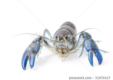 Blue crayfish cherax destructor,Yabbie Crayfish 31978327
