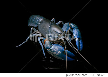 Blue crayfish cherax destructor,Yabbie Crayfish Blue crayfish cherax destructor,Yabbie Crayfish 31978328