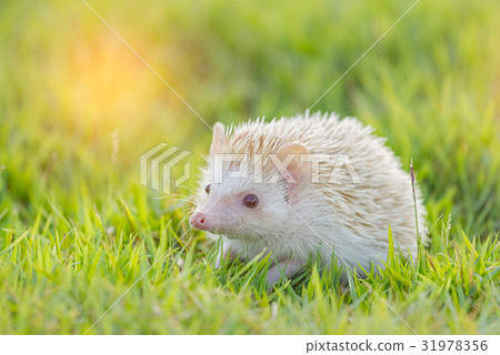 Hedgehog in the green meadow 31978356