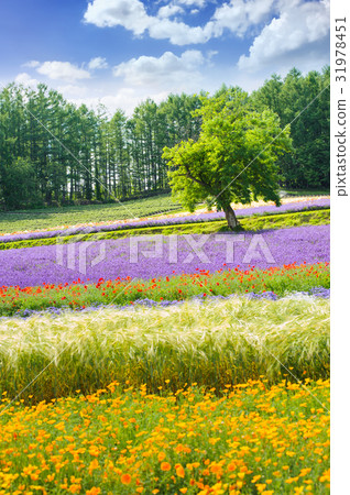 lavender and flower  fields in the garden ,japan 31978451