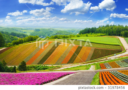 flower fields in furano ,hokkaido in Japan 31978456