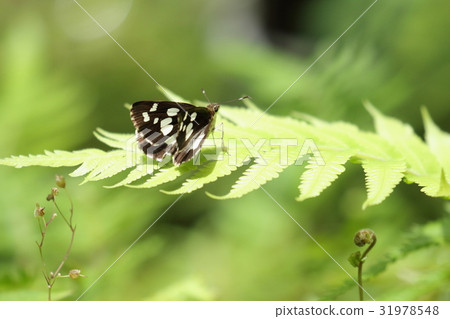 生物昆蟲Oshira Monseceri，一種大型的四排大型鯨魚蝴蝶。在沖繩可以看到 31978548
