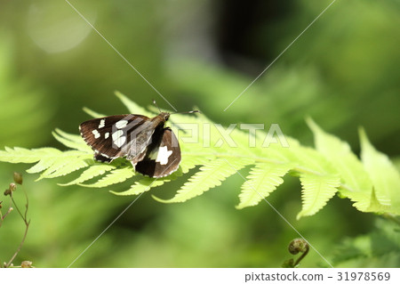 生物昆蟲oosilo monseceri，明顯在黑色眼睛的地面顏色t白色在陽光下創造閃耀是輝煌的 31978569
