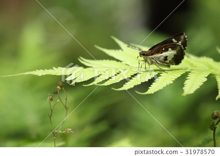 生物昆蟲Oshira Moseseri，在六月山原的森林邊緣飛來飛去 31978570
