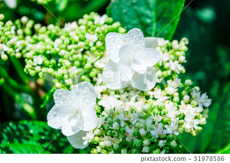 繡球 繡球 31978586