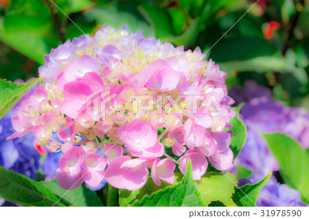 hydrangea hydrangea 31978590