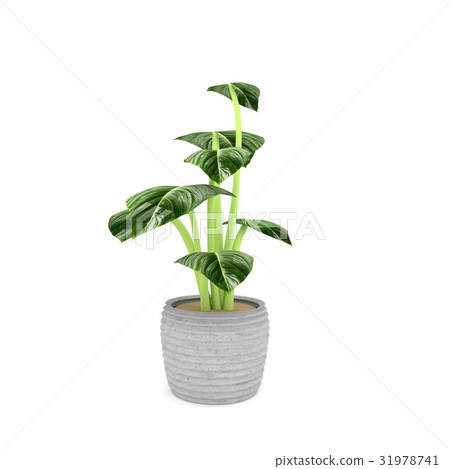 圖庫插圖: houseplant in green on isolated white in 3d render