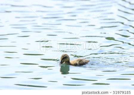 Baby chicks 31979185