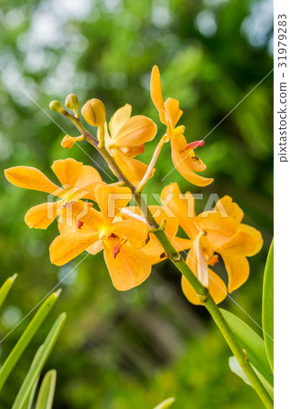 Yellow orchid flower Yellow orchid flower 31979283
