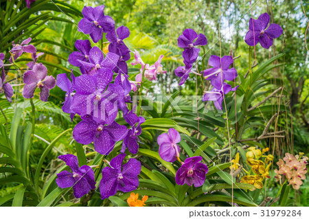 Various kinds of orchid flowers Various kinds of orchid flowers 31979284