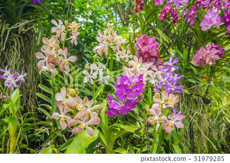 Various kinds of orchid flowers 31979285