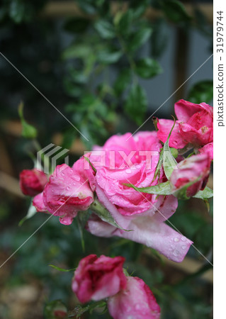 Roses Rainy season Roses Rainy season 31979744