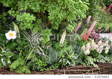 Chelsea Flower Show 31979901