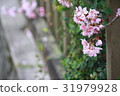櫻花跑出圍籬 31979928