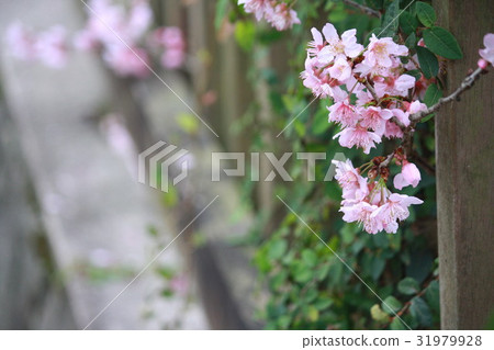 櫻花跑出圍籬 31979928