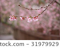 粉色櫻花背景 31979929