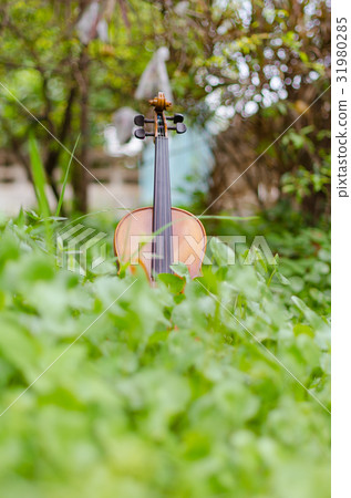 Old violin placed on a beautiful turnip grass. 31980285