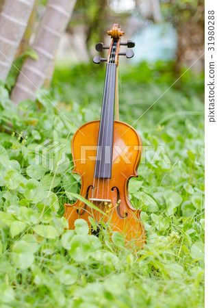 Old violin placed on a beautiful turnip grass. Old violin placed on a beautiful turnip grass. 31980288