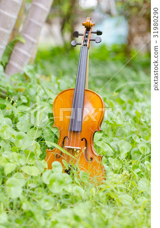 Old violin placed on a beautiful turnip grass. 31980290