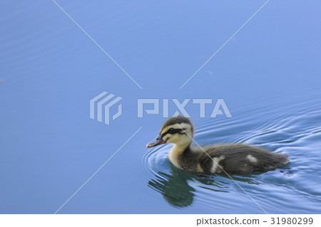 Baby chicks Baby chicks 31980299
