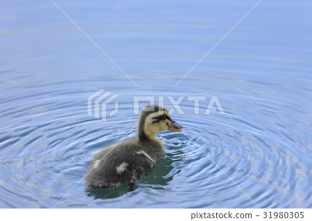 Baby chicks 31980305