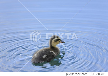 Baby chicks 31980306