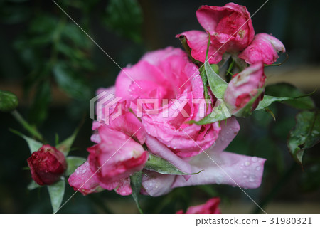 Roses Rainy season Roses Rainy season 31980321