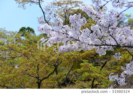 Landscape with cherry blossoms Contrast in light color Landscape with cherry blossoms Contrast in light color 31980324