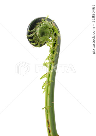 Wild vegetable white back cogworm Wild vegetable white back cogworm 31980463