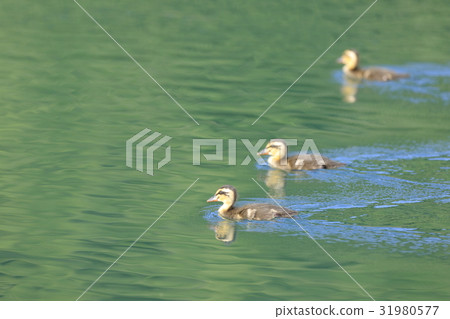 Baby chicks 31980577