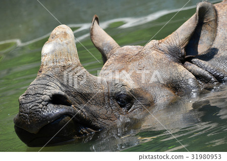 [Animal] Indian rhino (3) 31980953