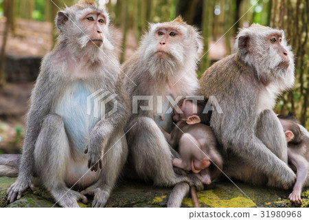 Macaque monkeys with cubs at Monkey Forest, Bali Macaque monkeys with cubs at Monkey Forest, Bali 31980968